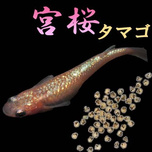 プレミアムメダカ 宮桜 タマゴ個 みやざくら メダカ 生体 めだか 血統 目高 変わり 高級 メダカ タマゴ たまご 卵 稚魚 種類 繁殖 産卵 飼育 綺麗 新種 Miyazakura T U Rak Shop 通販 Yahoo ショッピング