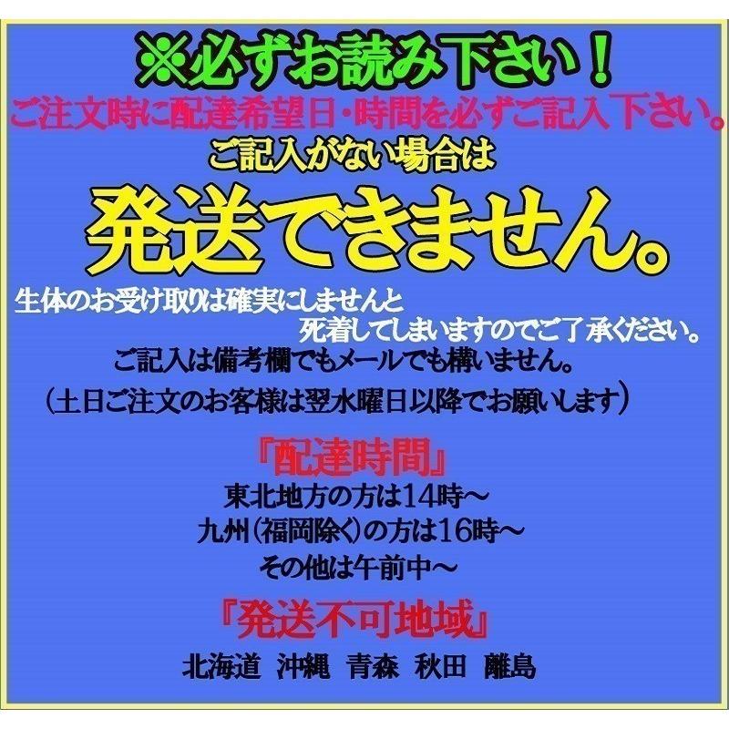 プレミアムメダカ 宮桜 タマゴ個 みやざくら メダカ 生体 めだか 血統 目高 変わり 高級 メダカ タマゴ たまご 卵 稚魚 種類 繁殖 産卵 飼育 綺麗 新種 Miyazakura T U Rak Shop 通販 Yahoo ショッピング