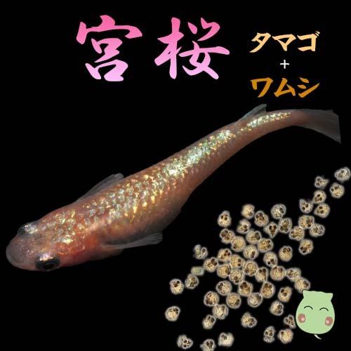 プレミアムメダカ 宮桜 タマゴ個 ワムシセット みやざくら メダカ 生体 めだか 血統 目高 変わり 高級 メダカ タマゴ たまご 卵 稚魚 種類 繁殖 産卵 飼育 メダカ エサセット なし Www Sbmaiseventos Com Br
