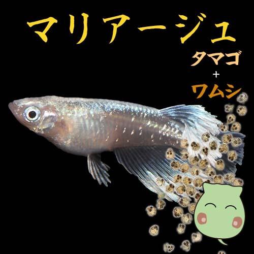プレミアムメダカ マリアージュ タマゴ 30個 ワムシセット メダカ 生体 めだか 血統 目高 Medaka 高級 メダカ 種類 繁殖 水草 産卵 タマゴ たまご 卵 メダカ 配達日指定場所 ここでは指定出来ません