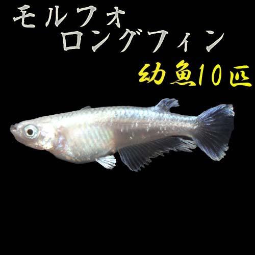 プレミアムメダカ 輝く高品質な モルフォロングフィン 幼魚１０ １５ｍｍ 10匹 稚魚 メダカ 生体 めだか 高級 目高 繁殖 Medaka 種類 血統 産卵 水草