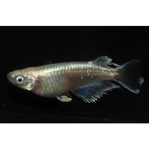 プレミアムメダカ モルフォロングフィン タマゴ 30個 ワムシセット 中里氏 血統 めだか 目高 タマゴ たまご 卵 繁殖 メダカ 生体 種類 水草 産卵 メダカ 配達日指定場所 ここでは指定出来ません Www Ma Maison Algarve Com