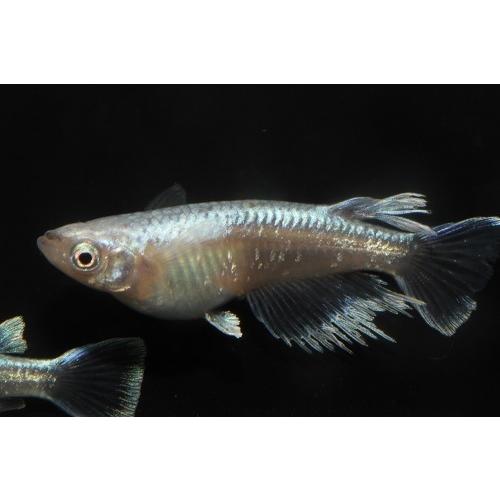 プレミアムメダカ モルフォロングフィン タマゴ 30個 ワムシセット 中里氏 血統 めだか 目高 タマゴ たまご 卵 繁殖 メダカ 生体 種類 水草 産卵 メダカ 配達日指定場所 ここでは指定出来ません Www Ma Maison Algarve Com