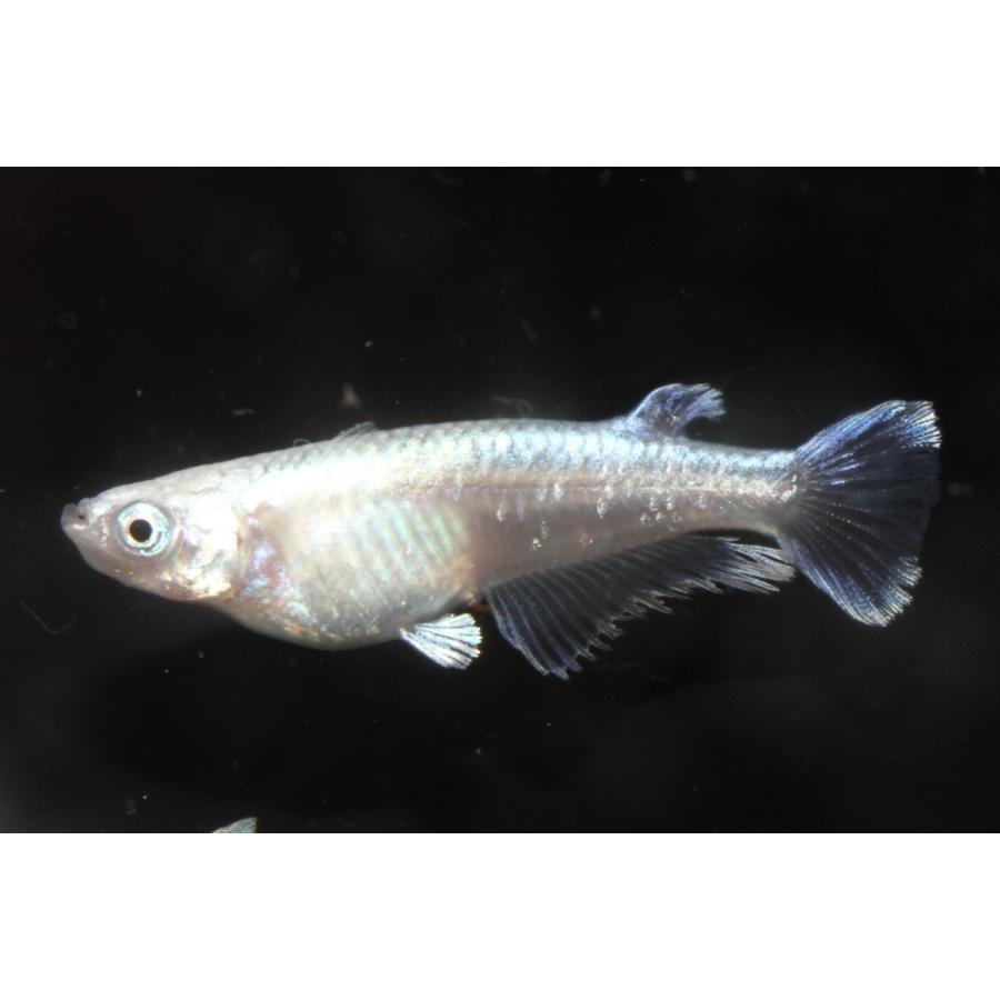 プレミアムメダカ モルフォロングフィン タマゴ 30個 ワムシセット 中里氏 血統 めだか 目高 タマゴ たまご 卵 繁殖 メダカ 生体 種類 水草 産卵 メダカ 配達日指定場所 ここでは指定出来ません Www Ma Maison Algarve Com