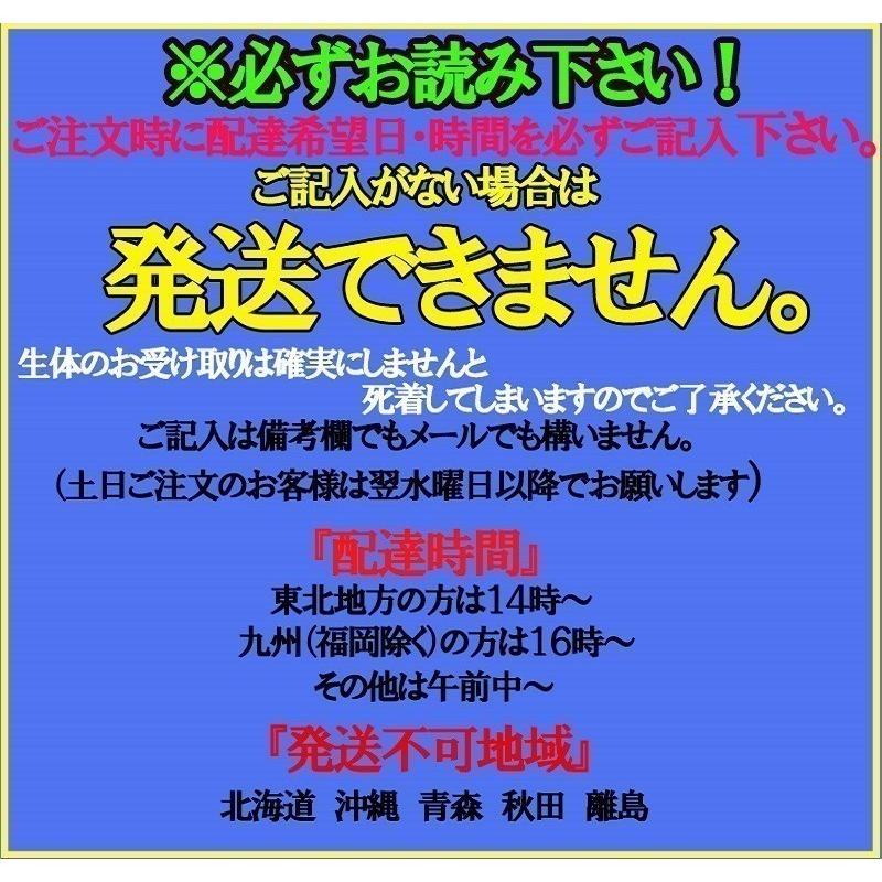 プレミアムメダカ モルフォロングフィン タマゴ 30個 ワムシセット 中里氏 血統 めだか 目高 タマゴ たまご 卵 繁殖 メダカ 生体 種類 水草 産卵 メダカ 配達日指定場所 ここでは指定出来ません Www Ma Maison Algarve Com