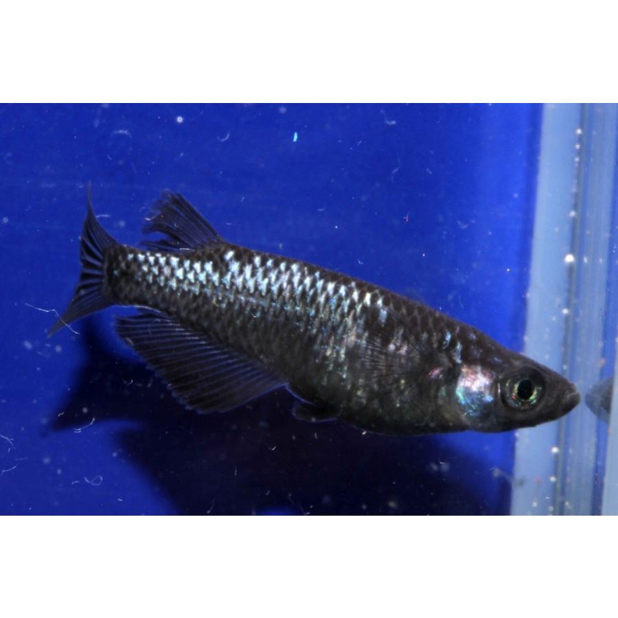 ブラックダイヤ タマゴ３０個 送料無料 タマゴ たまご 卵 中里氏血統 めだか 目高 繁殖 水草 産卵 飼育 ラメ 綺麗 新種 稚魚 くろ 黒 ダイヤ 淡水魚 観賞魚 Oblackd T30 U Rak Shop 通販 Yahoo ショッピング