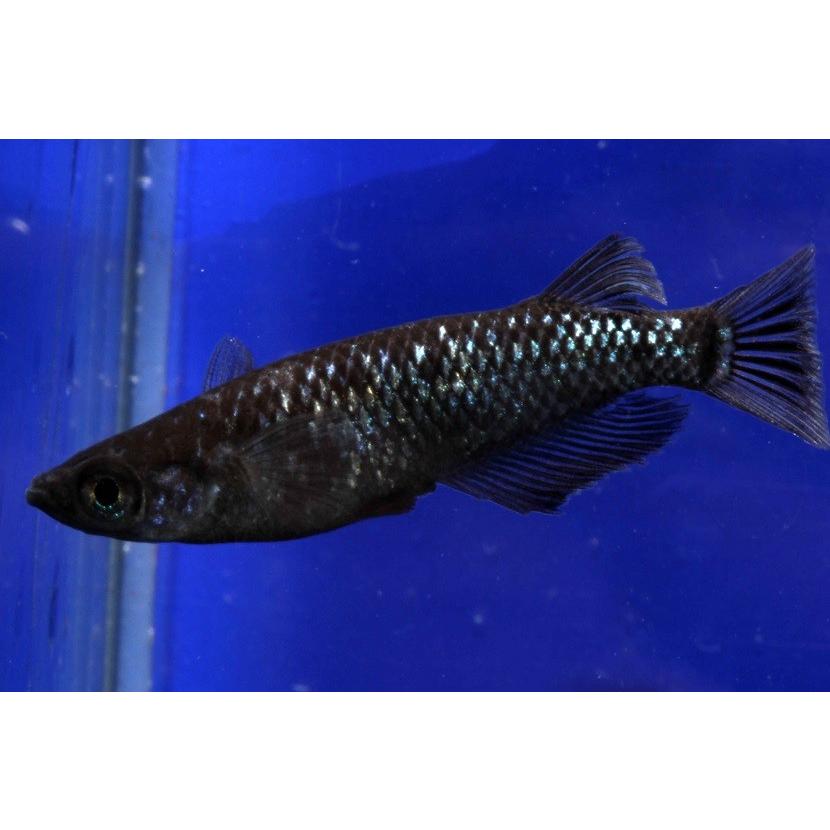 ブラックダイヤ幼魚 １０匹 送料無料 稚魚 中里氏血統 めだか 目高 繁殖 水草 産卵 飼育 種類 ラメ 綺麗 種親 生体 新種 稚魚 くろ 黒 ダイヤ 淡水魚 観賞魚 Oblackd Y10 U Rak Shop 通販 Yahoo ショッピング