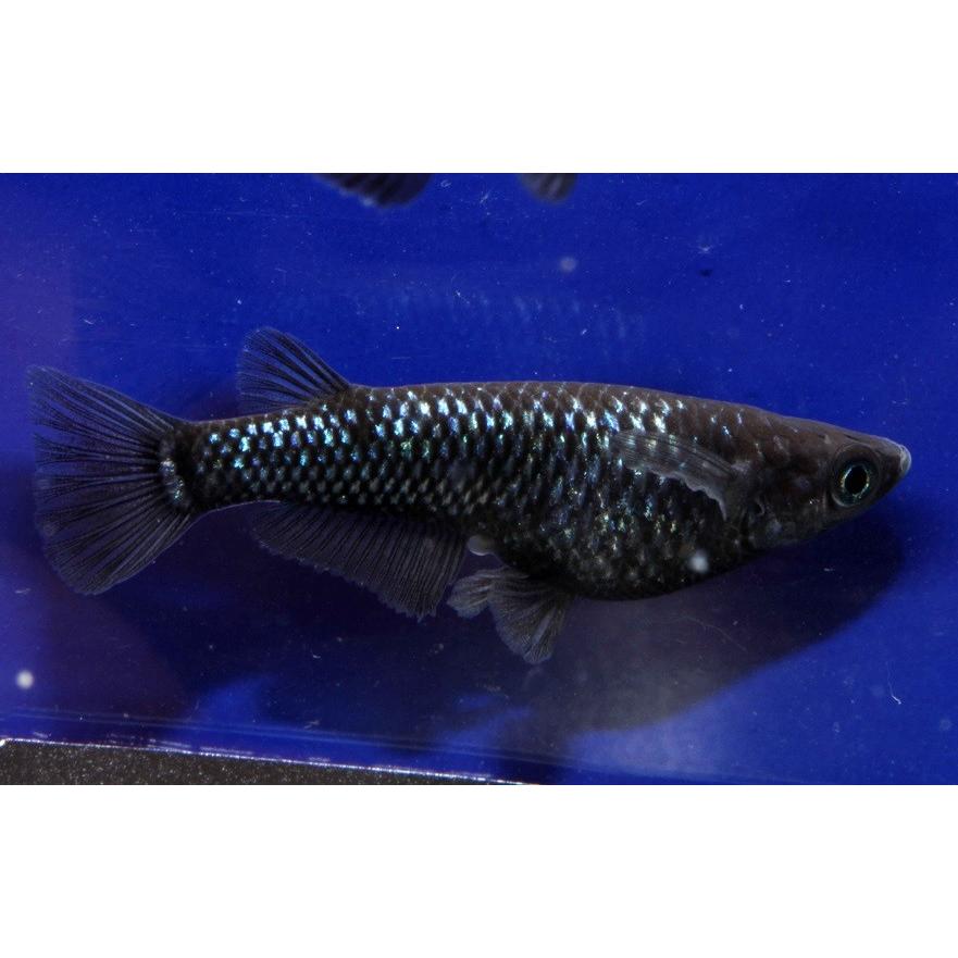 ブラックダイヤ幼魚 １０匹 送料無料 稚魚 中里氏血統 めだか 目高 繁殖 水草 産卵 飼育 種類 ラメ 綺麗 種親 生体 新種 稚魚 くろ 黒 ダイヤ 淡水魚 観賞魚 Oblackd Y10 U Rak Shop 通販 Yahoo ショッピング