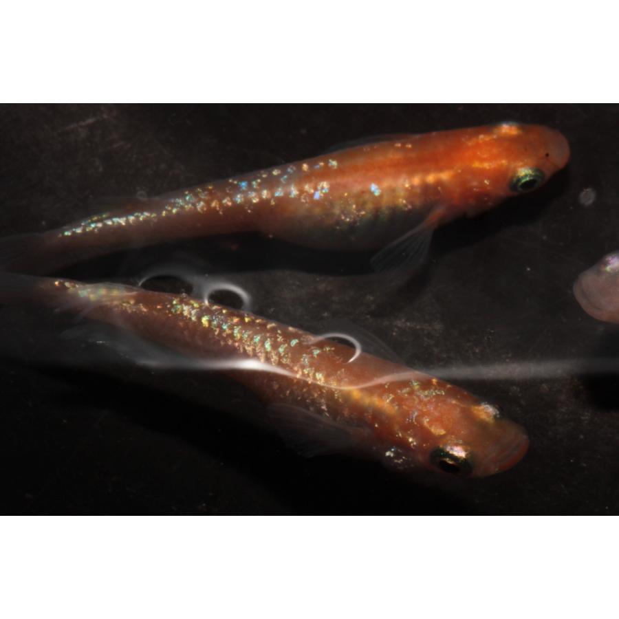 激安通販 プレミアムメダカ 王華 幼魚10匹 おうか メダカ 生体 めだか 血統 目高 変わり 高級 稚魚 種類 繁殖 産卵 飼育 綺麗 新種 淡水魚 観賞魚 Mirima Fr