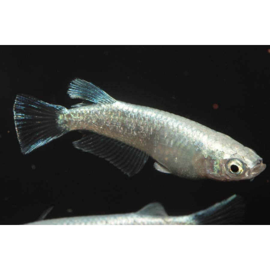 プレミアムメダカ プラチナダイヤモンド タマゴ３０個 メダカ 生体 めだか 血統 目高 Medaka 変わり 高級 メダカ 種類 繁殖 産卵 飼育 綺麗 Platinumdiamond 30 U Rak Shop 通販 Yahoo ショッピング