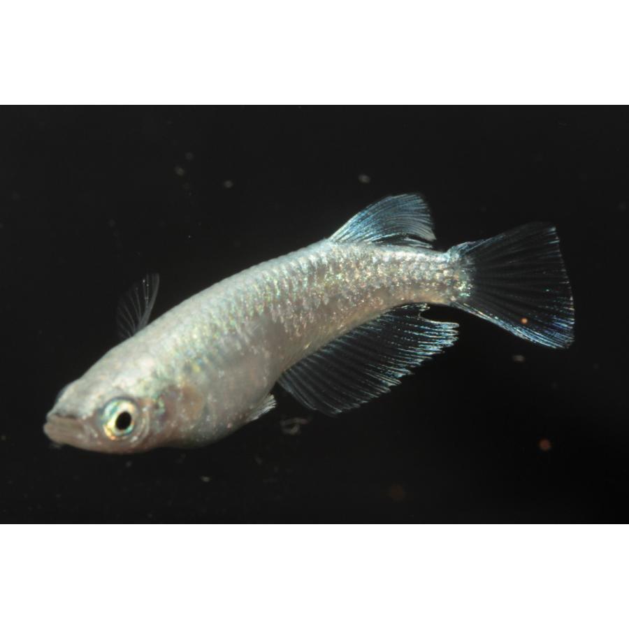 プレミアムメダカ プラチナダイヤモンド タマゴ３０個 ワムシセット メダカ 生体 最大71 オフ めだか 血統 目高 高級 種類 産卵 Medaka 繁殖 飼育 変わり