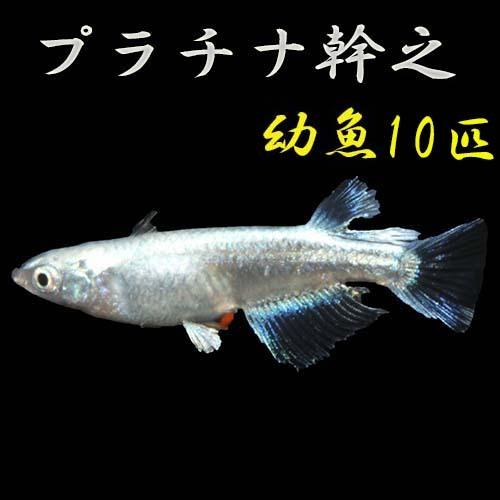 高級感 プレミアムメダカ プラチナ幹之 幼魚 10匹 めだか メダカ 生体 血統 目高 みゆきめだか みゆきメダカ ミユキメダカ 幹之メダカ Medaka 幹 之 変わり 最安値 Www Aqtsolutions Com