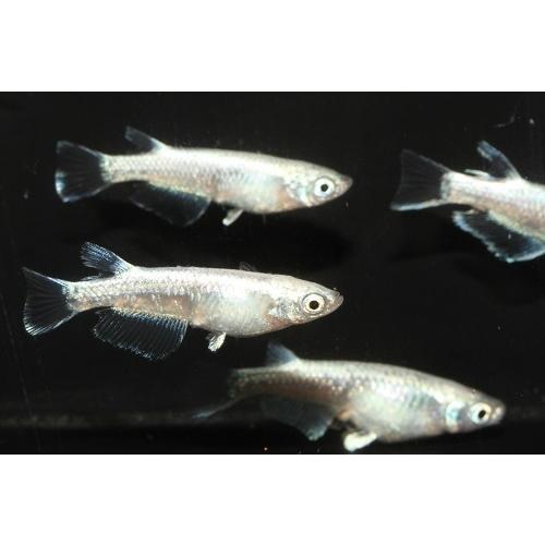 プレミアムメダカ プラチナ幹之 タマゴ３０個 ワムシセット め中里氏 血統 めだか メダカ 目高 タマゴ たまご 卵 繁殖 水草 産卵 飼育 種類 綺麗 生体 Platinummiyuki 30w U Rak Shop 通販 Yahoo ショッピング