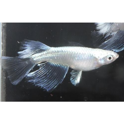 プレミアムメダカ プラチナ幹之リアルロングフィン タマゴ３０個 中里氏 血統 めだか メダカ 目高 タマゴ たまご 卵 繁殖 水草 産卵 飼育 種類 綺麗 生体 新種 Platinumreallongfin 30 U Rak Shop 通販 Yahoo ショッピング