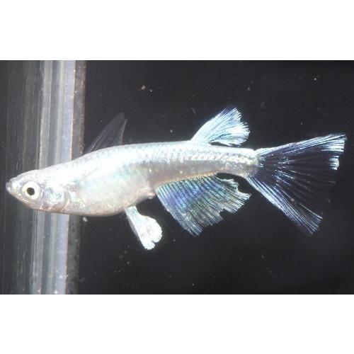 即納 最大半額 プレミアムメダカ プラチナ幹之リアルロングフィン タマゴ３０粒 ワムシセット 中里氏 血統 めだか メダカ 目高 タマゴ たまご 卵 繁殖 水草 産卵 飼育 種類 Rakuten Zoetalentsolutions Com