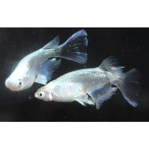 即納 最大半額 プレミアムメダカ プラチナ幹之リアルロングフィン タマゴ３０粒 ワムシセット 中里氏 血統 めだか メダカ 目高 タマゴ たまご 卵 繁殖 水草 産卵 飼育 種類 Rakuten Zoetalentsolutions Com