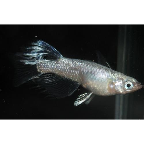 特別セール品 送料無料 21年新種登場 プレミアムメダカ プラチナ星河リアルロングフィン ペア めだか メダカ 生体 血統 目高 みゆきめだか みゆきメダカ ミユキメダカ 幹之メダカ Medaka 観賞魚生体 Www Reinnec Cl