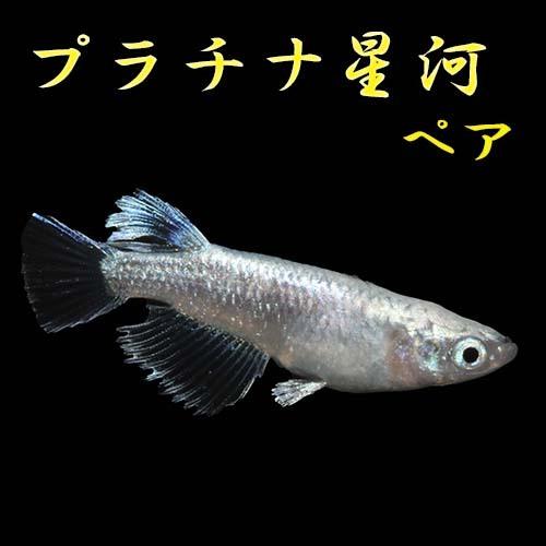 プレミアムメダカ プラチナ星河 ペア めだか メダカ 生体 血統 目高 みゆきめだか みゆきメダカ ミユキメダカ 幹之メダカ Medaka 幹 之 変わり 高級 繁殖 Platinumseiga 2 U Rak Shop 通販 Yahoo ショッピング