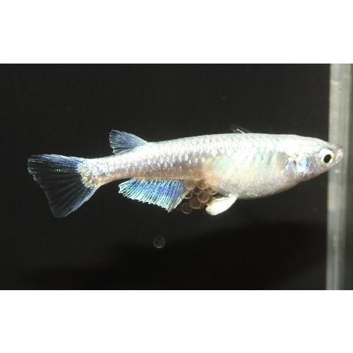 プレミアムメダカ プラチナ星河 ペア めだか メダカ 生体 血統 目高 みゆきめだか みゆきメダカ ミユキメダカ 幹之メダカ Medaka 幹 之 変わり 高級 繁殖 Platinumseiga 2 U Rak Shop 通販 Yahoo ショッピング