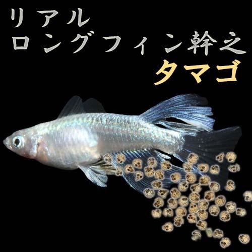最安値挑戦 プレミアムメダカ リアルロングフィン幹之 タマゴ３０粒 中里氏 血統 めだか メダカ 送料無料 目高 タマゴ たまご 卵 繁殖 産卵 飼育 みゆき 淡水魚 観賞魚 在庫あり 即納 Zoetalentsolutions Com