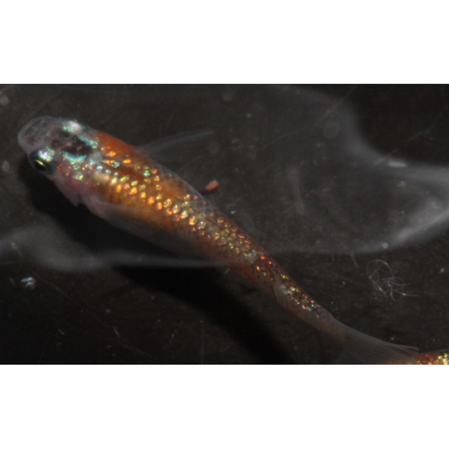 セール開催中最短即日発送 プレミアムメダカ 月弓 タマゴ20個 つくゆみ メダカ 生体 めだか 血統 目高 変わり 高級 タマゴ たまご 卵 稚魚 種類 繁殖 産卵 飼育 綺麗 新種 淡水魚 loquepega.com セール開催中最短即日発送 プレミアムメダカ 月弓 タマゴ20個 つくゆみ メダカ 生体 めだか 血統 目高 変わり 高級 タマゴ たまご 卵 稚魚 種類 繁殖 産卵 飼育 綺麗 新種 淡水魚 loquepega.com