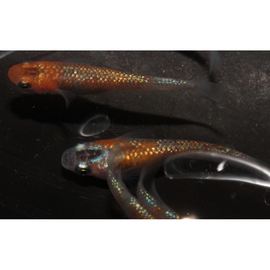 セール開催中最短即日発送 プレミアムメダカ 月弓 タマゴ20個 つくゆみ メダカ 生体 めだか 血統 目高 変わり 高級 タマゴ たまご 卵 稚魚 種類 繁殖 産卵 飼育 綺麗 新種 淡水魚 loquepega.com セール開催中最短即日発送 プレミアムメダカ 月弓 タマゴ20個 つくゆみ メダカ 生体 めだか 血統 目高 変わり 高級 タマゴ たまご 卵 稚魚 種類 繁殖 産卵 飼育 綺麗 新種 淡水魚 loquepega.com