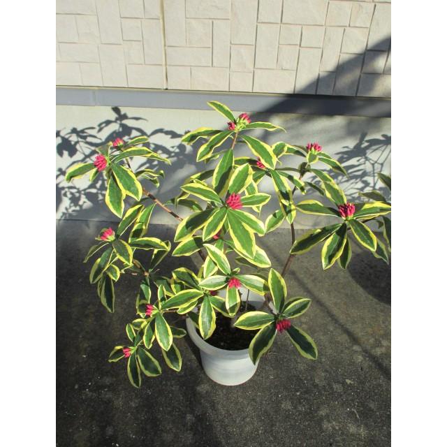 前島ジンチョウゲ（赤）大株 沈丁花斑入り 斑入り沈丁花・前島＜苗木