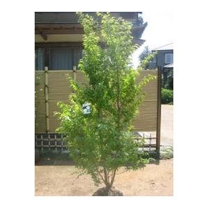 ヒメシャラ　株立ち　【品番3596】 ヒメシャラ 株立ち 【品番3596】 【公式通販】
