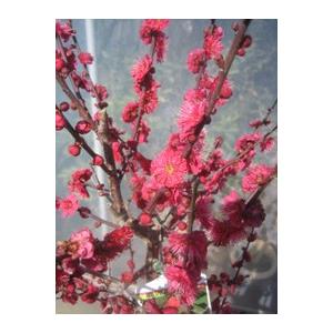 花梅 苗木 鹿児島紅梅（大株） : 打出農園 - 通販 - Yahoo!ショッピング