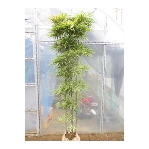 斑入り大名竹（縞大名竹）