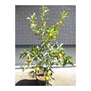 キンカン 金柑 大株 新しいブランド