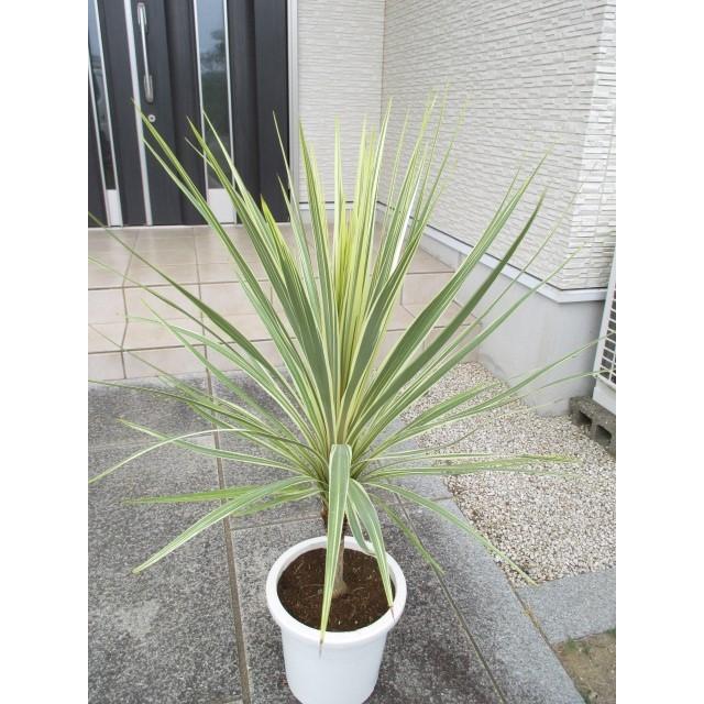 コルジリネ トーベイダズラー（白ドラセナ）大株 : 打出農園 - 通販