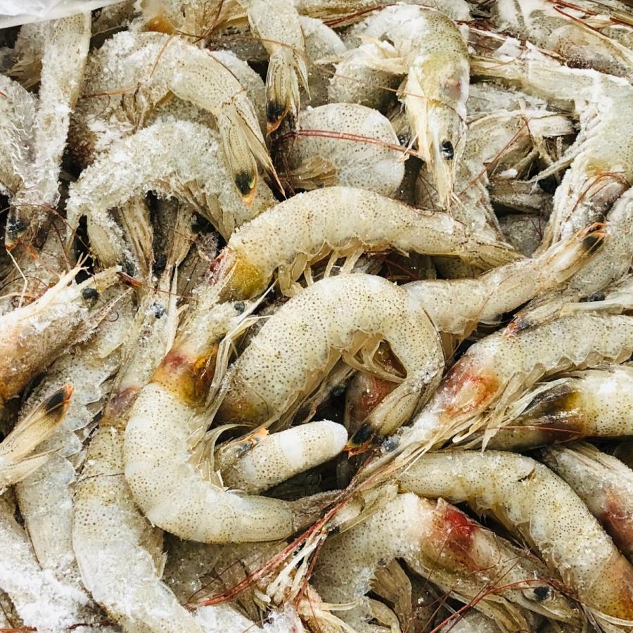 送料無料 有明海産 芝えび １ｋｇ 冷凍発送 Sibaebi1 ありあけ浪漫工房うちの海産 通販 Yahoo ショッピング