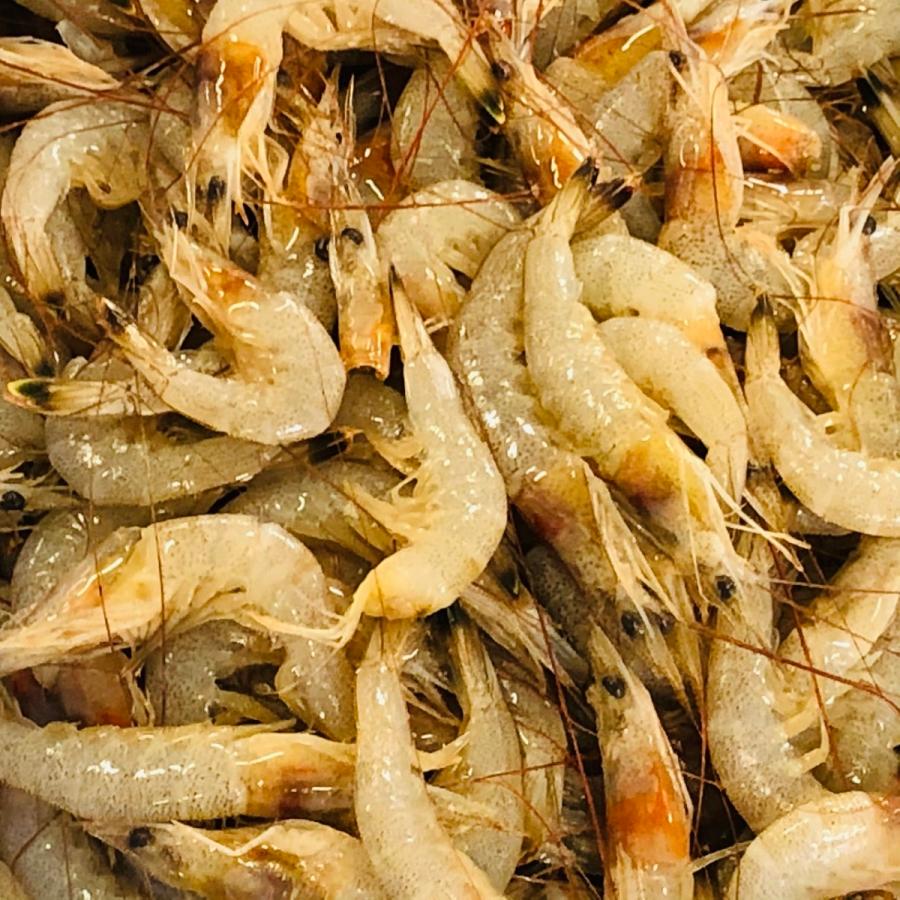 送料無料 有明海産 芝えび １ｋｇ 冷凍発送 Sibaebi1 ありあけ浪漫工房うちの海産 通販 Yahoo ショッピング