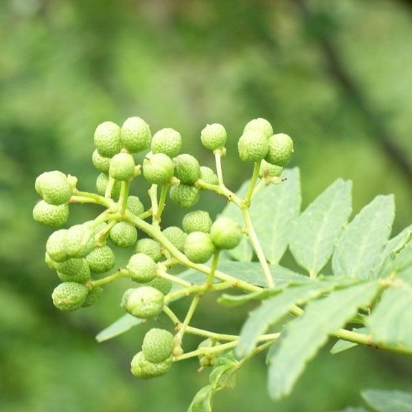 和歌山県産 山椒 約2kg 山椒の実 和歌山県産 山椒の実 約2kg 実山椒。 【公式通販】