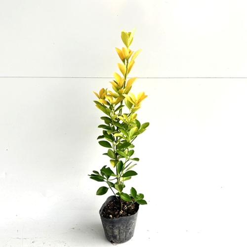 オウゴンマサキ 樹高0.4m前後 10.5cmポット （10本セット）（送料無料）  苗 植木 苗木 庭（Yahoo!・花と緑スーパーSEVEN）