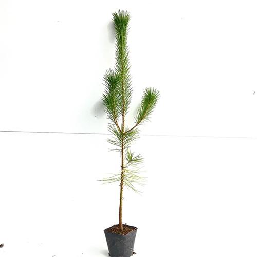 クロマツ 樹高0.8m前後 10.5cmポット （10本セット）（送料無料） 苗