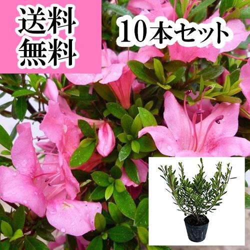 サツキツツジ（さつき） 樹高0.25m前後 12cmポット （10本セット