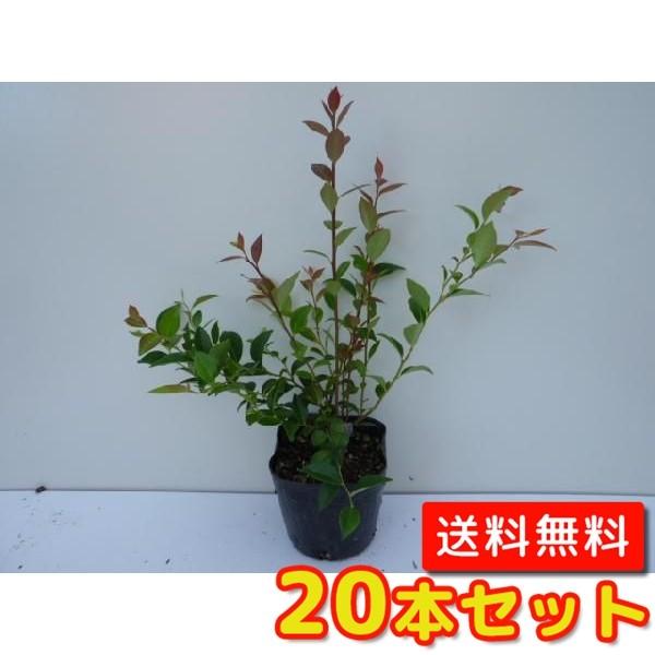 シャシャンボ 10 5cmポット 販売 T1送料無料 生垣 植木 本セット 庭木 垣根 生垣 苗木 植木 樹高0 3m前後 苗 苗木 生け垣 生垣用 目隠し 木