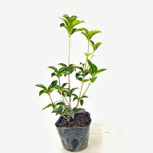 中古 ヒイラギモクセイ 樹高0 5m前後 10 5cmポット 本セット 送料無料 苗 植木 苗木