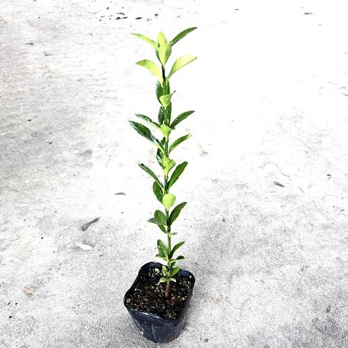 マサキ 樹高0 4m前後 10 5cmポット 本セット T1送料無料 販売 苗 植木 苗木 庭木 垣根 生垣 生け垣 生垣用 目隠し 木 花と緑スーパーseven 通販 Yahoo ショッピング