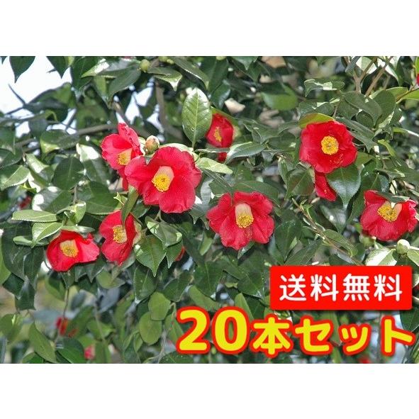 ヤブツバキ 樹高0.5m前後 10.5糎ポット （20本仕かける）（貨物輸送無料）  苗 植木 若木 庭