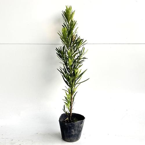 ラカンマキ 樹高0.3m前後 10.5cmポット （10本セット）（送料無料） 苗