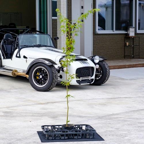 イロハモミジ 樹高1.2m前後 12cmポット （ 単 品 ） 苗 植木 苗木 庭