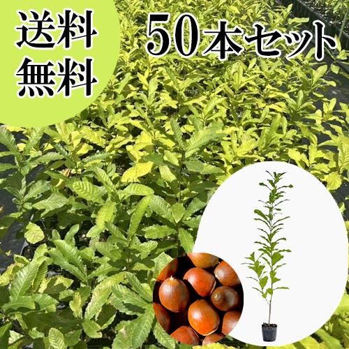クヌギ 樹高0.8m前後 10.5cmポット （50本セット）（送料無料） 苗
