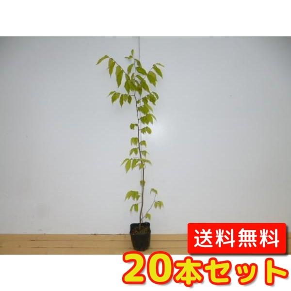 ケヤキ 樹高0.8m前後 10.5cmポット （20本セット）（送料無料）  苗 植木 苗木