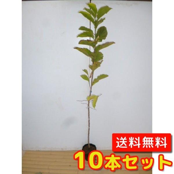 圧倒的人気 MTPI2BAUC1S 型番:MTPI2BAUC1S