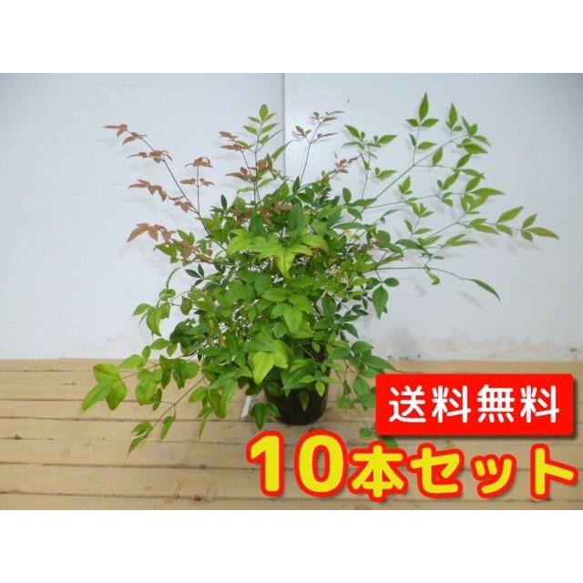 シロナンテン 樹高0 3m前後 15cmポット 10本セット T1送料無料 販売 苗 植木 木 生垣用 人気の定番 苗木 庭木 目隠し 垣根 生垣 生け垣