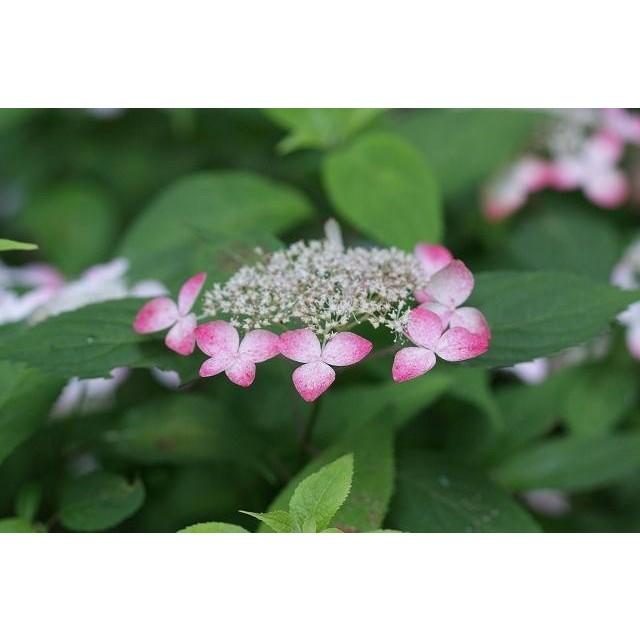 アジサイ オトヒメ 樹高0 5m前後 15cmポット 単 品 販売 苗 植木 苗木 庭木 垣根 生垣 生け垣 生垣用 目隠し 木 花と緑 谷川緑販 通販 Yahoo ショッピング