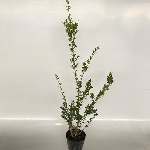 イヌツゲ 樹高1m前後 15cmポット 5本セット Y1送料無料 販売 苗 植木 苗木 庭木 垣根 生垣 生け垣 生垣用 目隠し 木 花と緑スーパーseven 通販 Yahoo ショッピング